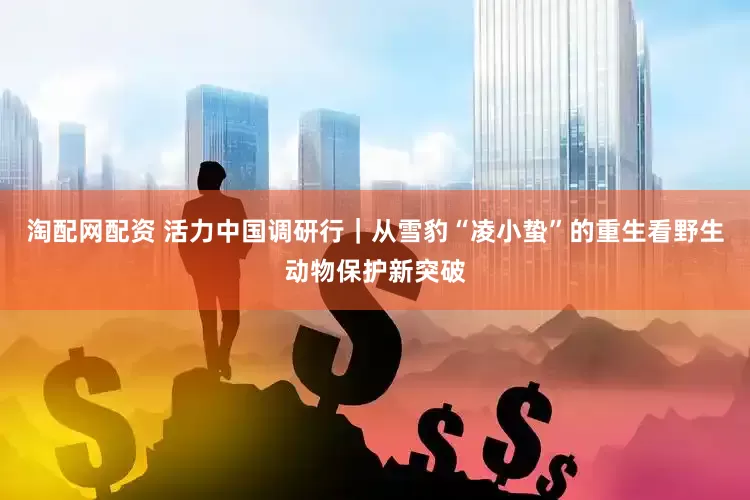 淘配网配资 活力中国调研行｜从雪豹“凌小蛰”的重生看野生动物保护新突破